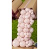 PALLONCINO 10'' G90 SHELL 100 GEMAR 100PZ